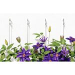 fischer Gasbetondübel GB 8 K (4)-4